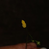 Utricularia gibba L.